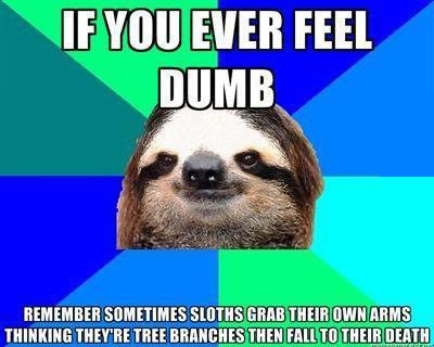 animals-memes-sloths-for-whenever-you-feel-dumb