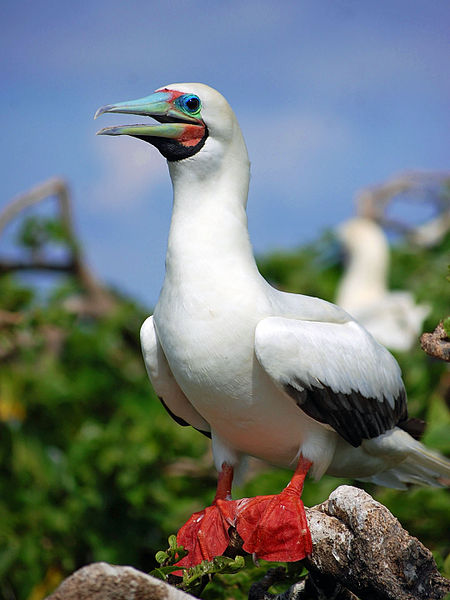 boobies, red footed booby, rego's life Volcanic Island Hopping Across the Galapagos